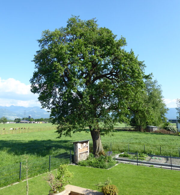 Birnbaum im Sommer